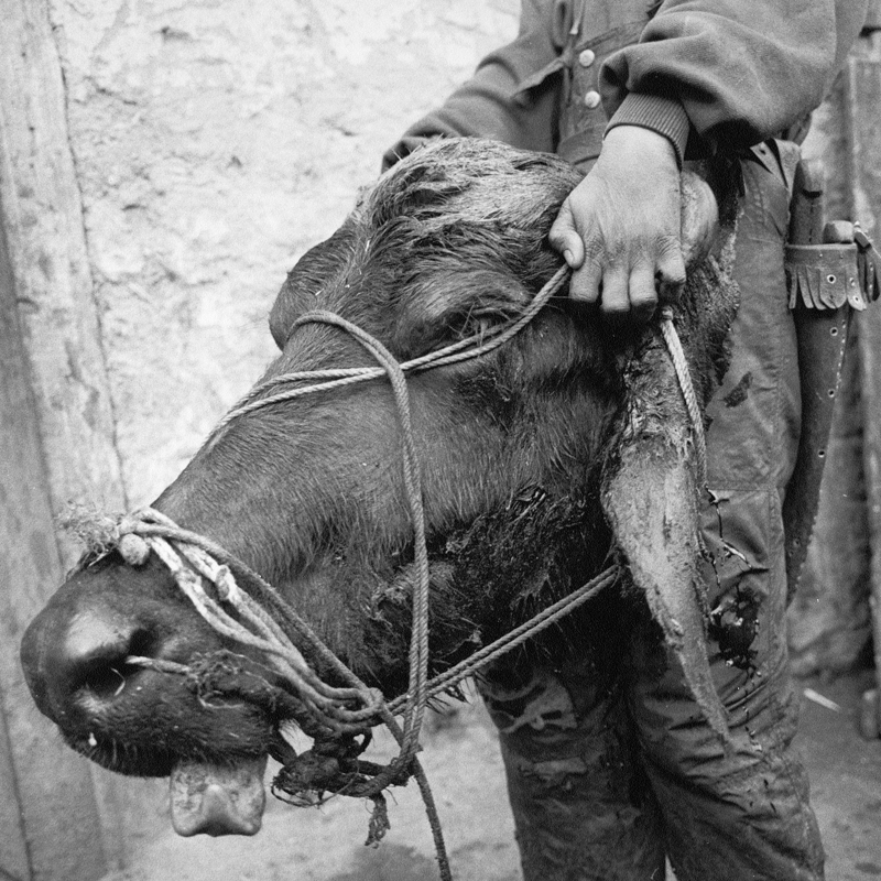 Afghanistan Forced Destiny