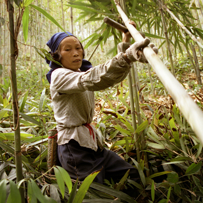 China's Last Bamboo Harvesters