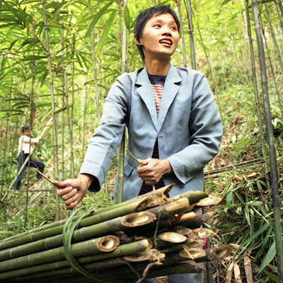 China's Last Bamboo Harvesters