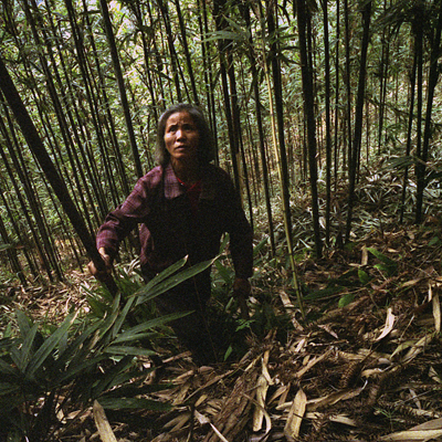 China's Last Bamboo Harvesters